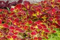 Autumn beautiful bushes plants coleus purple