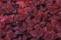 Autumn beautiful bushes plants coleus purple