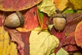 Autunno bellissimo colorato foglie un ghiande 