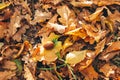 Autumn. Beautiful fall yellow and brown leaves with acorns in grass on ground in sunny warm forest. Autumnal background. Oak tree Royalty Free Stock Photo