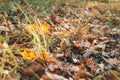 Autumn. Beautiful fall yellow and brown leaves with acorns in grass on ground in sunny warm forest. Autumnal background. Oak tree Royalty Free Stock Photo