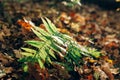 Autumn. Beautiful fern leaf and fall leaves in sunlight on ground in sunny warm forest. Autumnal background. Oak tree leaf. Hello Royalty Free Stock Photo