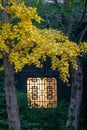 Golden yellow ginkgo tree leaves outside two lightened traditional Chinese windows