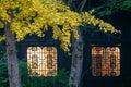 Golden yellow ginkgo tree leaves outside two lightened traditional Chinese windows