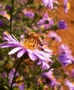 Autumn .. Beautiful image .. Purple flower .. Bee .. Nature colors .. Natural .. Summer .. Insect .. Honey ..