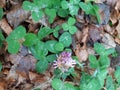 Bright green clover leaves in autumn.