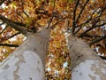 Autumn. Beautiful old plane tree ( Platanus ) in the park. Tree, branches and canopy. Sky in the background.