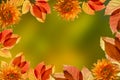 Autumn beautiful red yellow pink grape leaves with colorful orange dahlia flowers on abstract  background Royalty Free Stock Photo