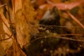 Spider in Autumn forest Royalty Free Stock Photo