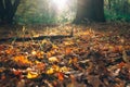 Autumn. Beautiful sunlight and fall yellow and brown leaves with acorns in grass on ground in sunny warm forest. Autumnal Royalty Free Stock Photo