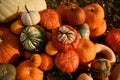 Autumnal garden in the UK. pumpkins ready to Hallowen Royalty Free Stock Photo