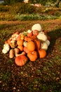 Autumnal garden in the UK. pumpkins ready to Hallowen Royalty Free Stock Photo