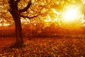 Autumn in the beautiful West End Park with the sun rays and trees with orange leaves in Airdrie, Scotland, be