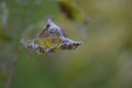 The autumn beauty of frost on leaves