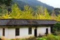 The Autumn beauty of Ginkgo Biloba in Nanxing City