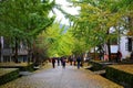 The Autumn beauty of Ginkgo Biloba in Nanxing City Royalty Free Stock Photo