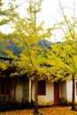 The Autumn beauty of Ginkgo Biloba in Nanxing City