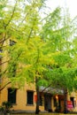 The Autumn beauty of Ginkgo Biloba in Nanxing City