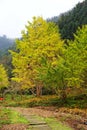 The Autumn beauty of Ginkgo Biloba in Nanxing City