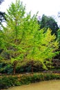 The Autumn beauty of Ginkgo Biloba in Nanxing City