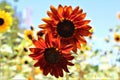 Autumn Beauty Sunflowers in bloom in the desert, Arizona, United States Royalty Free Stock Photo