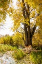 Autumn Beavers spoiled tree Royalty Free Stock Photo