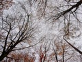 Autumn bech treetops on a grey sky background