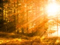 Autumn in beech forest. Beautiful warm scenery with first morning sun rays in misty autumnal forest Royalty Free Stock Photo