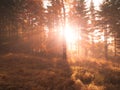 Autumn in beech forest. Beautiful warm scenery with first morning sun rays in misty autumnal forest Royalty Free Stock Photo