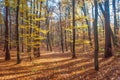 Autumn beech forest scene with golden leaves in November Royalty Free Stock Photo