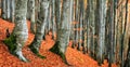 Autumn beech forest. Large level trees. yellow leaves on trees and on the ground. Royalty Free Stock Photo