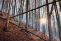 Autumn beech forest. Large level trees. yellow leaves on trees and on the ground. Royalty Free Stock Photo