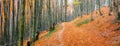 Autumn beech forest. Large level trees. yellow leaves on trees and on the ground. Royalty Free Stock Photo