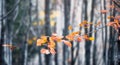 Autumn beech forest. Large level trees. yellow leaves on trees and on the ground. Royalty Free Stock Photo