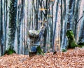 Autumn beech forest. Large level trees. yellow leaves on trees and on the ground. Royalty Free Stock Photo