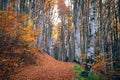 Autumn beech forest. Large level trees. yellow leaves on trees and on the ground. Royalty Free Stock Photo