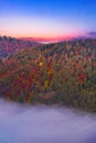 Autumn beech forest. Large level trees. yellow leaves on trees and on the ground. Royalty Free Stock Photo