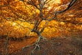 Autumn beech forest