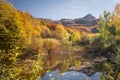 Autumn beech forest