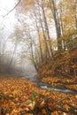 Autumn beech forest, mountains, autumn, high in the mountains, beeches, river, autumn foliage Royalty Free Stock Photo