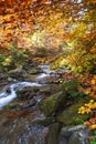 Autumn beech forest, mountains, autumn, high in the mountains, beeches, river, autumn foliage Royalty Free Stock Photo