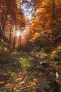 autumn beech forest, mountains, autumn, high in the mountains, beeches, river, autumn foliage