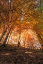 Autumn beech forest, mountains, autumn, high in the mountains, beeches, river, autumn foliage Royalty Free Stock Photo
