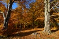 Autumn beech forest, clear blue sky