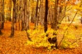 Autumn beech forest in Podhale Royalty Free Stock Photo