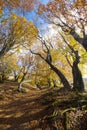 Autumn beech forest on a sunny day Royalty Free Stock Photo