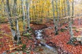 Autumn Beech Forest wirh Creek Across in the Montseny Natural Park