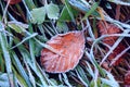 Autumn beech leaf on grass in hoarfrost Royalty Free Stock Photo