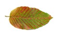 Autumn beech leaf isolated on white Royalty Free Stock Photo