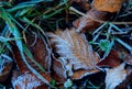 Autumn beech leafage and grass in hoarfrost Royalty Free Stock Photo